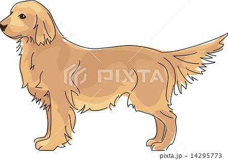 犬 ゴールデンレトリーバー 14295773