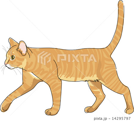 猫 日本猫 茶トラ 14295797