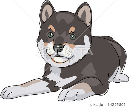 犬 柴犬 黒 犬 柴犬 黒 14295805
