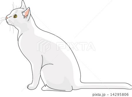 猫 日本猫 白 猫 日本猫 白 14295806