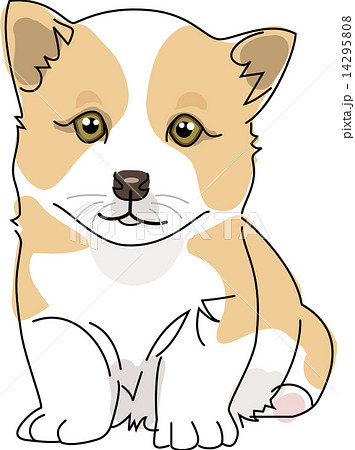 犬 ウェルシュコーギーペンブローク 14295808