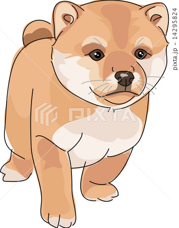 犬 柴犬 赤 犬 柴犬 赤 14295824