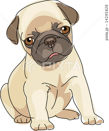 犬 パグ 14295826