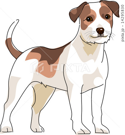 犬 ジャックラッセルテリア 犬 ジャックラッセルテリア 14295830