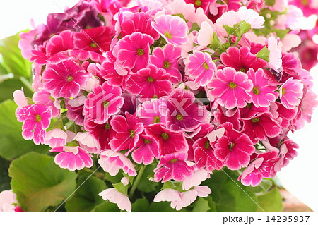 プリムラの花 14295937