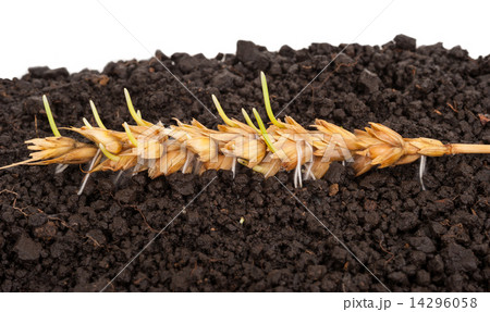 Ear of wheat sprouting. Macro 14296058