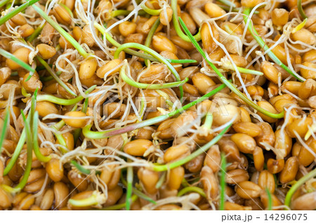 Wheat germs. Macro 14296075