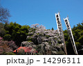 雪村桜　福島 14296311