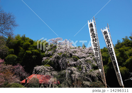 雪村桜 福島 雪村桜 福島 14296311