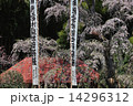 雪村桜　福島 14296312