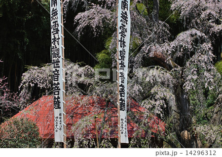 雪村桜 福島 雪村桜 福島 14296312