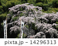 雪村桜　福島 14296313