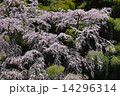 雪村桜　福島 14296314