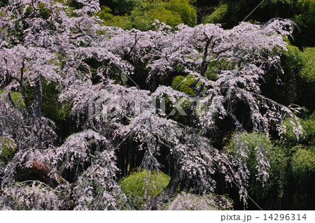 雪村桜　福島 14296314