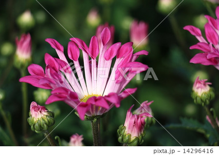 菊 菊 14296416