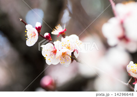 池上梅園の梅 豊後 池上梅園の梅 豊後 14296648