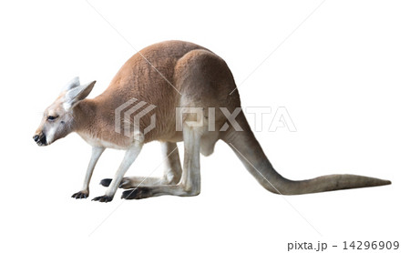 kangaroo. Isolated over white background kangaroo. Isolated over white background 14296909