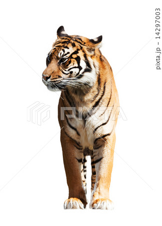 tiger 14297003
