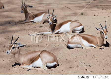 Saharian Dorcas Gazelles in wildness Saharian Dorcas Gazelles in wildness 14297038