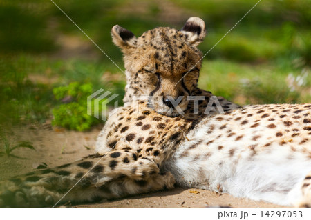 lying  cheetah 14297053