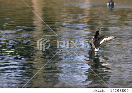 キンクロハジロ キンクロハジロ 14298806