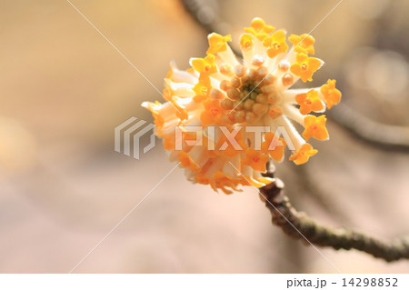 ミツマタの花 ミツマタの花 14298852
