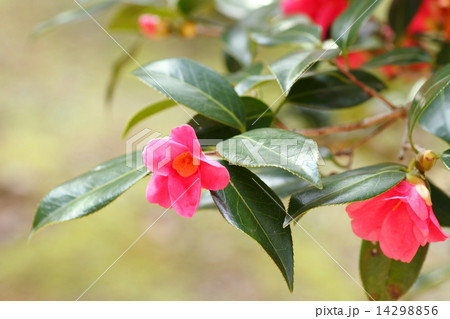 寒咲紅侘助の花 14298856