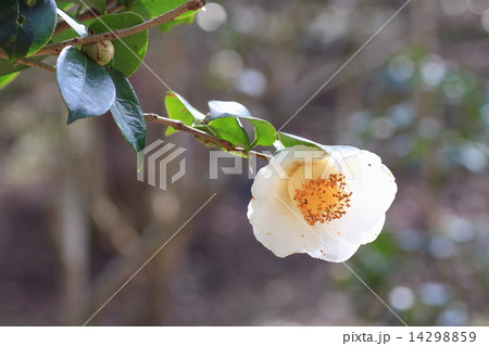 ヤブツバキの花 14298859