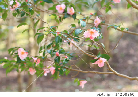 ツバキの花 14298860