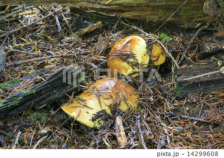 ハナイグチ　 14299608