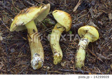 ハナイグチ ハナイグチ 14299609