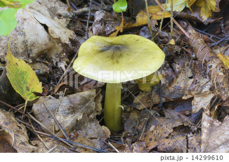 アイシメジ アイシメジ 14299610
