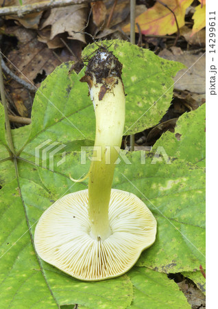 アイシメジ アイシメジ 14299611