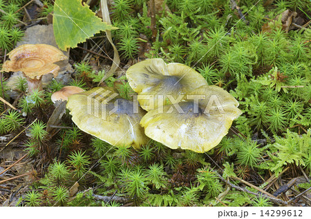 アイシメジ 14299612