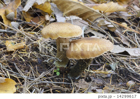 オニナラタケ 14299617