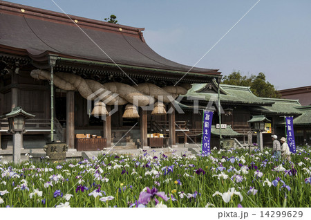 花菖蒲 花菖蒲 14299629