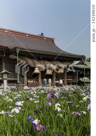 花菖蒲 花菖蒲 14299630