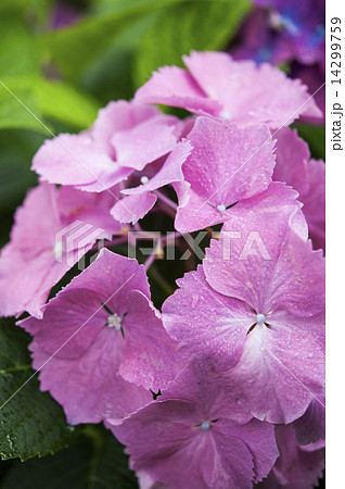 あじさい あじさい 14299759