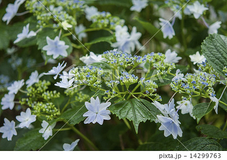 あじさい 14299763
