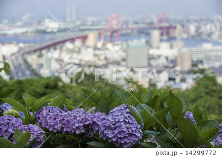 あじさい あじさい 14299772