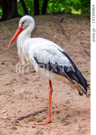 Standing on one leg stork bird in nature Standing on one leg stork bird in nature 14299964