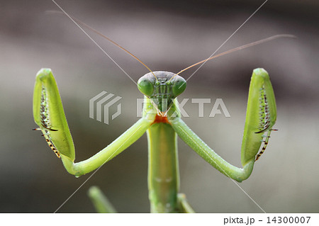 カマキリの威嚇(アッブ) 14300007