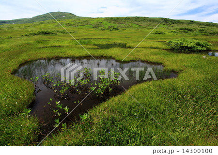 夏の月山弥陀ヶ原 夏の月山弥陀ヶ原 14300100