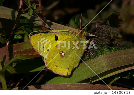 モンキチョウ 14300313