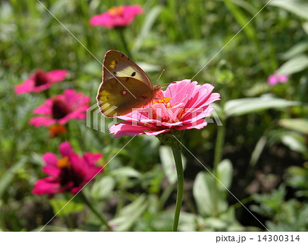 モンキチョウ 14300314