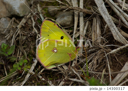 モンキチョウ 14300317
