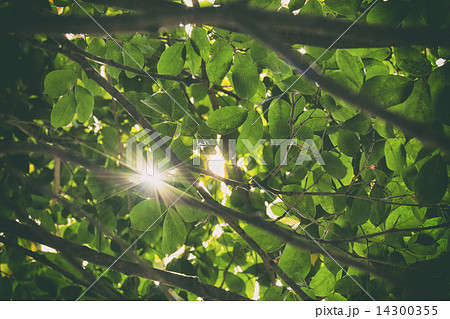 木洩れ陽 木洩れ陽 14300355