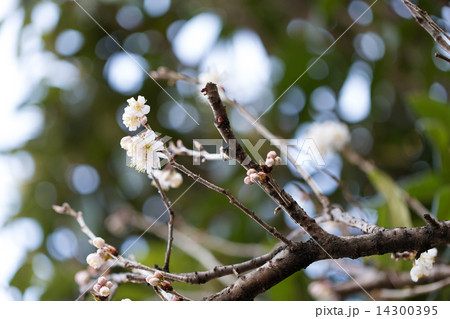 咲き始めたサクランボの花 咲き始めたサクランボの花 14300395