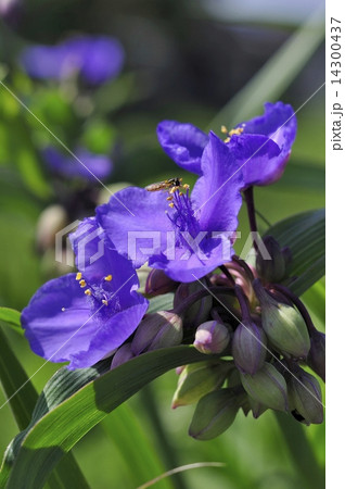 ツユクサ　花虻 14300437