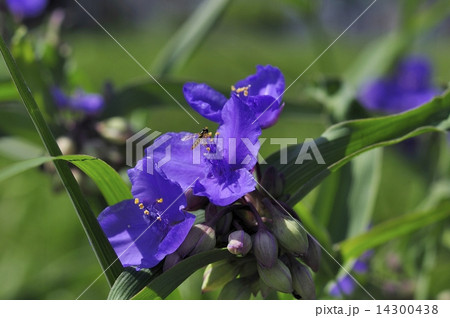 ツユクサ　花虻 14300438